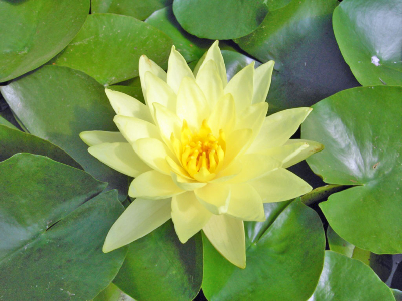 Seerosen Komplett-Set